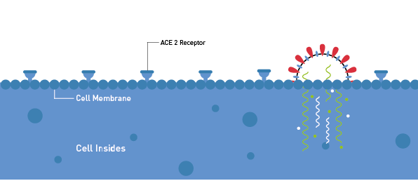 Antiviral Nurel Biopolymers Nurel