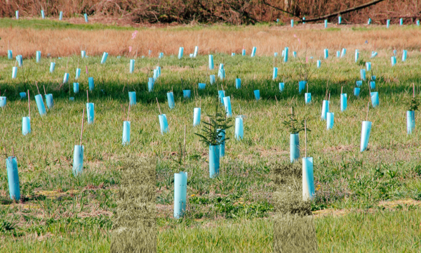 Los biopolímeros compostables de INZEA pueden utilizarse para la fabricación de tutores agrícolas más sostenibles y respetuosos con el medio ambiente.